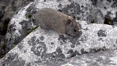 Himalayan pika (Ochotona himalayana) close view on a rock boulder Stock Footage