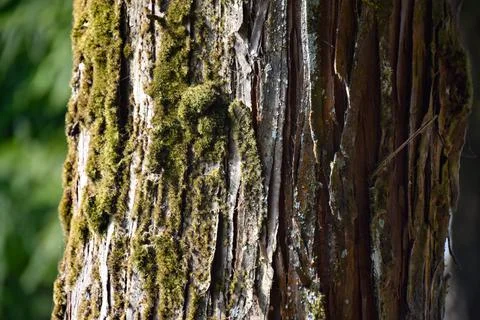 Himalayan pine trunk with Moss and Dried Bark Stock Photos