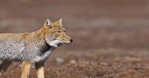 Himalayan Plateau Fox Roaming 4K 库存影片 335025400