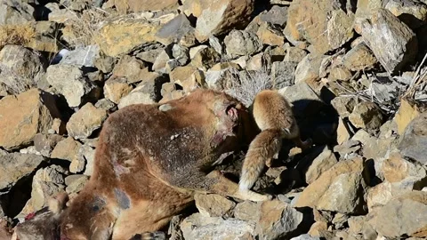 Himalayan Red Fox with Kill Video stock 342610182