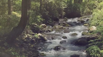 Himalayan river passing through the jungle Stock Footage 85963543