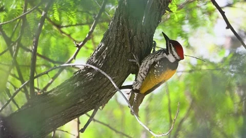 Himalayan Ruby-throat jumping to another perch in forest light Video stock 322595792