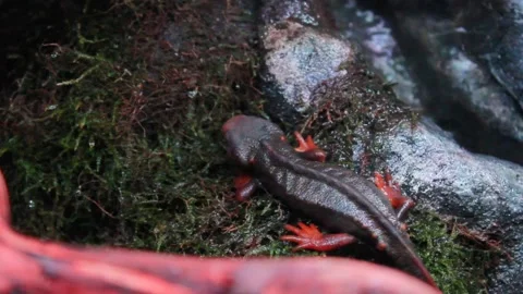Himalayan salamander crawls on wet rocks Stock Footage 281429436