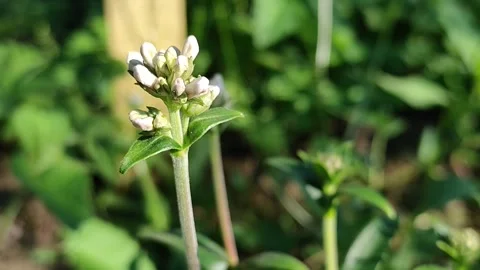 Himalayan Spikenard Buds and Leaves, Nardostachys jatamansi Vídeo Stock 336851853