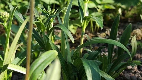 Himalayan Spikenard Leaf Texture and Green Stems, Close-Up Vidéo 336851871