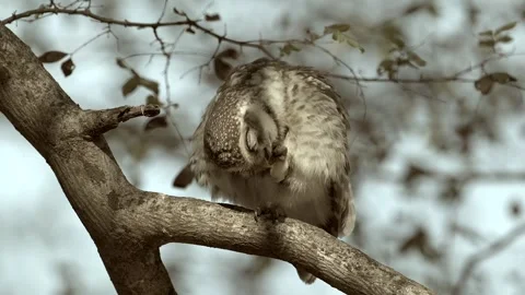 Himalayan Spotted Owlet Grooming Feathers on a Branch Video stock 338260938