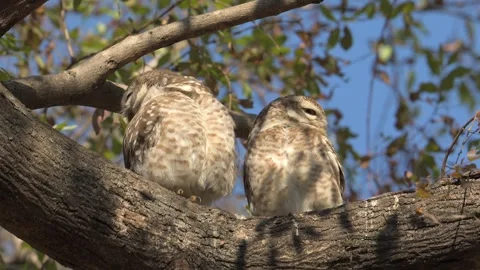 Himalayan Spotted Owlets Perched Together on a Tree Branch Stock Footage 338260910