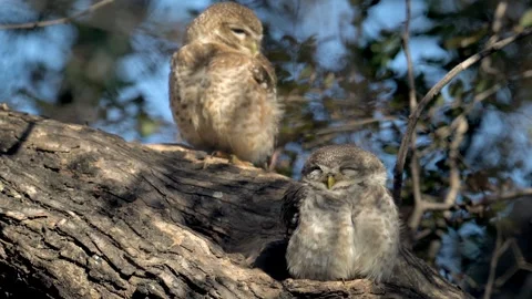 Himalayan Spotted Owlets Perched Together on a Tree Branch Stock Footage 338260920