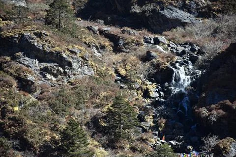 Himalayan stream with stone and pine trees Stock Photos