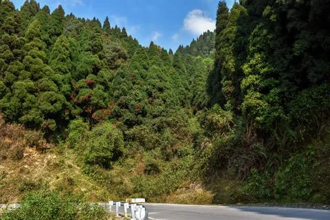 Himalayan Subtropical Pine Forest with cloudy blue sky. Stock Photos