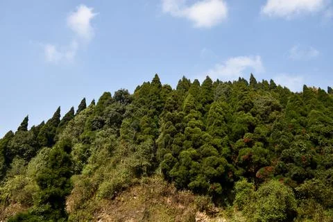 Himalayan Subtropical Pine Forest with cloudy blue sky. Stock-Fotos