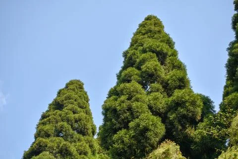 Himalayan Subtropical Pine Forest with cloudy blue sky. Stock Photos