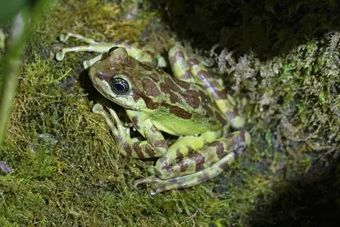 Himalayan Sucker Frog, Himalayan Cascade Frog, Amolops himalayanus, Sikkim,.. Stock-Fotos