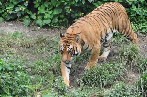 Himalayan Tiger Stock Photos