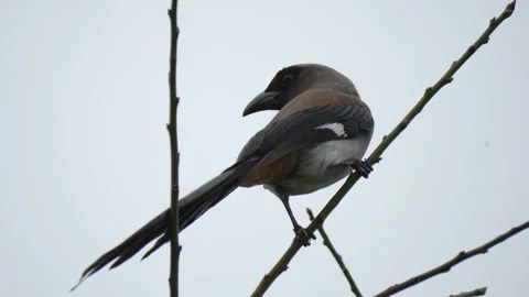 Himalayan Treepie Peached on Tree Branch, Taiwan Birding, Low Angle View Stock Footage 346697949