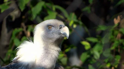 Himalayan vulture 스톡 동영상 33494734