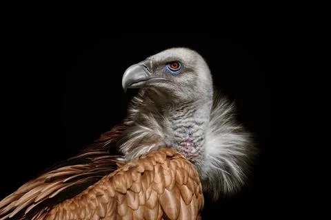 Himalayan vulture Stock Photos