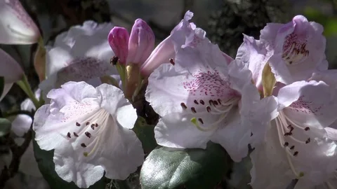 Himalayan white rhododendron Stockbeeldmateriaal 74465193