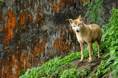 The Himalayan wolf in forest Stock Photos