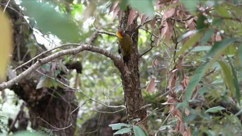 Himalayan Woodpecker Perched on a Tree Trunk in Forest 4K Stock-Footage 312248973