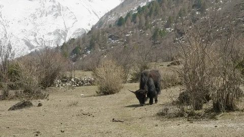 The Himalayan yak eats grass among the mountains of Nepal. Manaslu circuit trek. Stock Footage 91664097