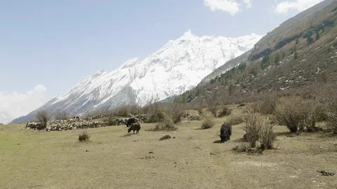 The Himalayan yak eats grass among the mountains of Nepal. Manaslu circuit trek. Stock Footage 91664271