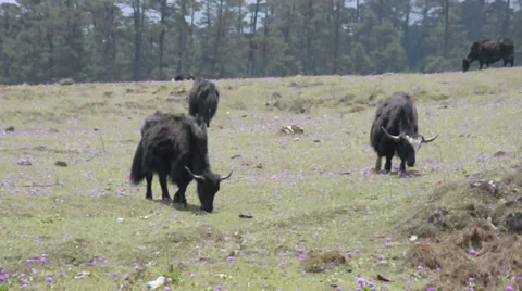 Himalayan yak Stock Footage 38672914
