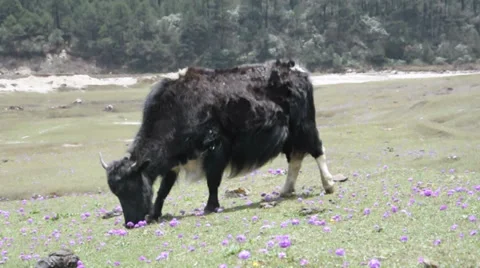 Himalayan yak Stock Footage 38673065