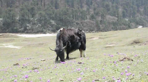 Himalayan yak Stock Footage 38673180