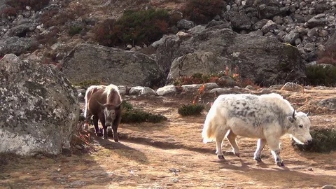 Himalayan yaks Stock Footage 76441172