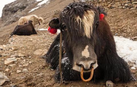 Himalayan yaks. Stock Photos
