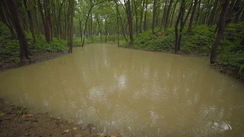 Himalayas Forest during monsoon Stock Footage 110829645