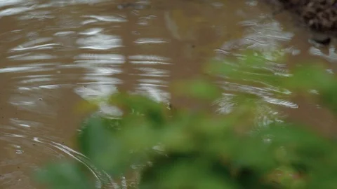 Himalayas forest during monsoon Stock Footage 110831171