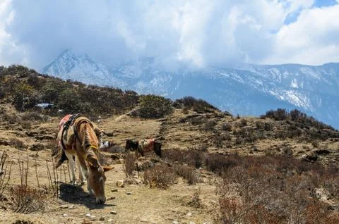 The himalayas Stock Photos