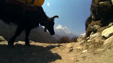 Himalayas yaks Stock Footage 24673787