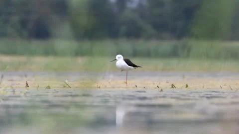 Himantopus himantopus aka Black-winged Stilt is standing on one leg and sleeping Stock Footage 281867545