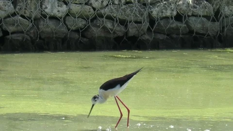 Himantopus Himantopus Stock Footage 95035977