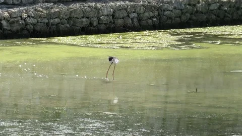 Himantopus Himantopus Stock Footage 95036079