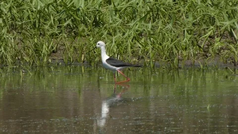 Himantopus himantopus Stock Footage 110898608