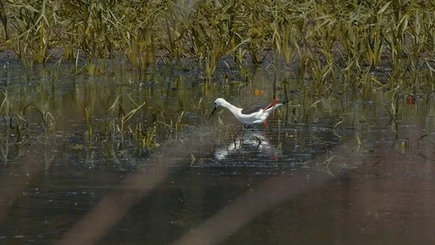 Himantopus himantopus Stock Footage 110898921