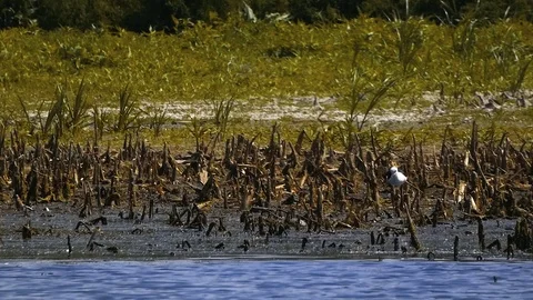 Himantopus himantopus Stock Footage 110899000