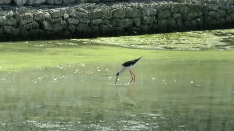 Himantopus himantopus Stock Footage 154041528