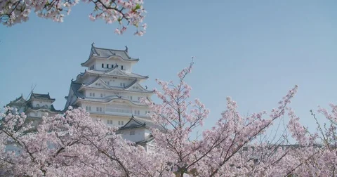 Himeji Castle in Spring with Cherry Blossoms Video stock 76491714
