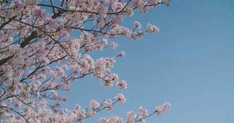 Himeji Castle in Spring with Cherry Blossoms Video stock 76594472