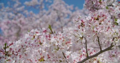 Himeji Spring with Cherry Blossoms Video stock 76504589