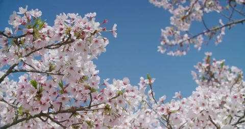 Himeji Spring with Cherry Blossoms Video stock 76504626