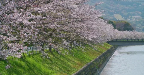 Himeji Spring with Cherry Blossoms Video stock 76736409