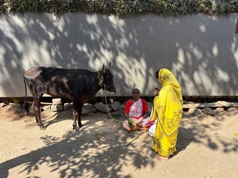 Hindu Devotee Paying to Feed a Sacred Cow on a Street in Mumbai India Stock Photos