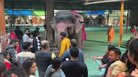 Hindu Devotees Seeking Blessings Decorated Elephant Raman Reti Stock Footage 329167831
