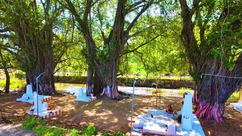 Hindu Temple Under the Banyan Trees Stock Footage 263879893